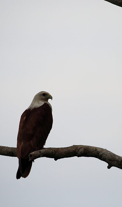 Kumana Wildlife safari tours - Sri Lanka Off the Beaten track - Kumana national park bird watching tours – Kumana Kudumbigala tour – Kumana Okanda kovil tour - Kumana National Park in Sri Lanka - Leopards Safaris in Kumana