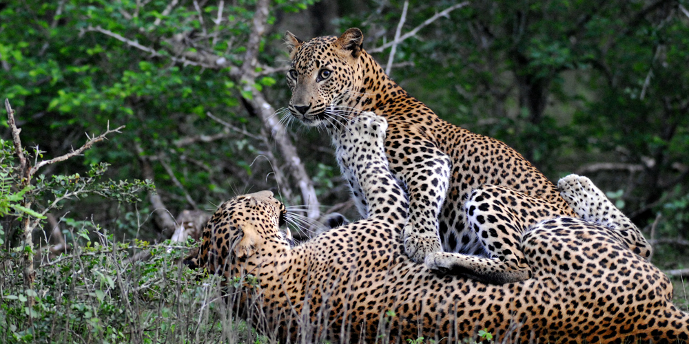 Kumana Wildlife safari tours - Sri Lanka Off the Beaten track - Kumana national park bird watching tours – Kumana Kudumbigala tour – Kumana Okanda kovil tour - Kumana National Park in Sri Lanka - Leopards Safaris in Kumana