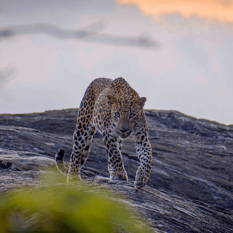Kumana Wildlife safari tours - Sri Lanka Off the Beaten track - Kumana national park bird watching tours – Kumana Kudumbigala tour – Kumana Okanda kovil tour - Kumana National Park in Sri Lanka - Leopards Safaris in Kumana