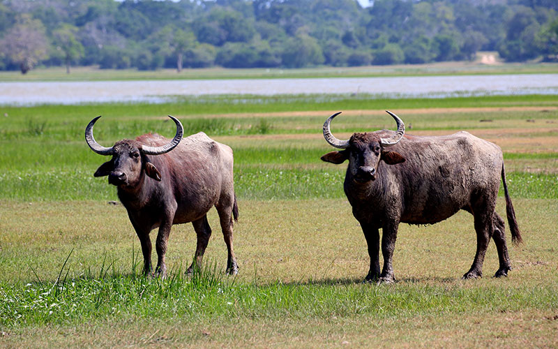 Kumana National Park - Kumana Safari - Safaris in Kumana - Safari Tours in Kumana - Kumana National Park Safaris- Kumana Safari Tours in Kumana National Park - Kumana National Park information -  Kumana Safari Camp - Safari Camping in Kumana - Kumana Safari Camp - Safari Game Drives in Kumana - Wildlife Safaris in Kumana - Kumana Jeep Tours - Jeep Tours in Kumana National Park