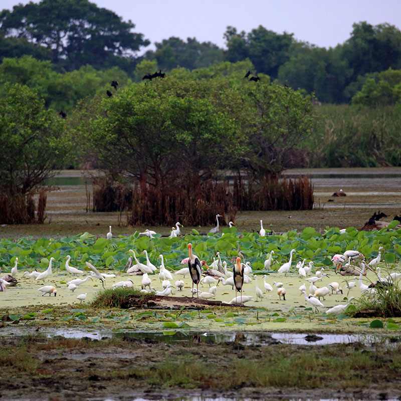 Kumana National Park - Kumana Safari - Safaris in Kumana - Safari Tours in Kumana - Kumana National Park Safaris- Kumana Safari Tours in Kumana National Park - Kumana National Park information -  Kumana Safari Camp - Safari Camping in Kumana - Kumana Safari Camp - Safari Game Drives in Kumana - Wildlife Safaris in Kumana - Kumana Jeep Tours - Jeep Tours in Kumana National Park