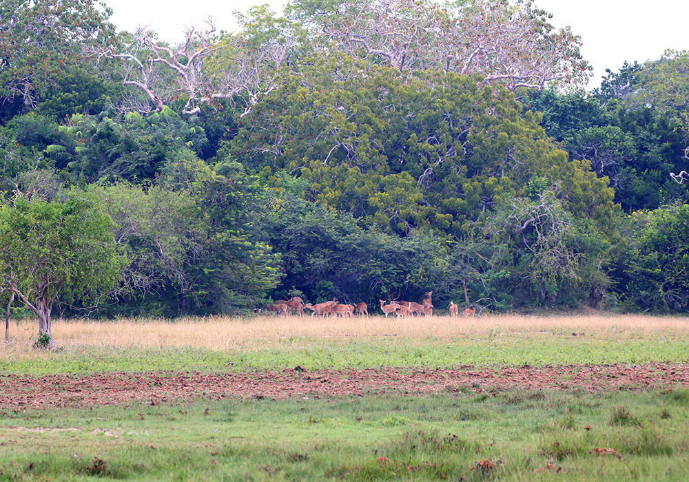 Kumana National Park - Kumana Safari - Safaris in Kumana - Safari Tours in Kumana - Kumana National Park Safaris- Kumana Safari Tours in Kumana National Park - Kumana National Park information -  Kumana Safari Camp - Safari Camping in Kumana - Kumana Safari Camp - Safari Game Drives in Kumana - Wildlife Safaris in Kumana - Kumana Jeep Tours - Jeep Tours in Kumana National Park