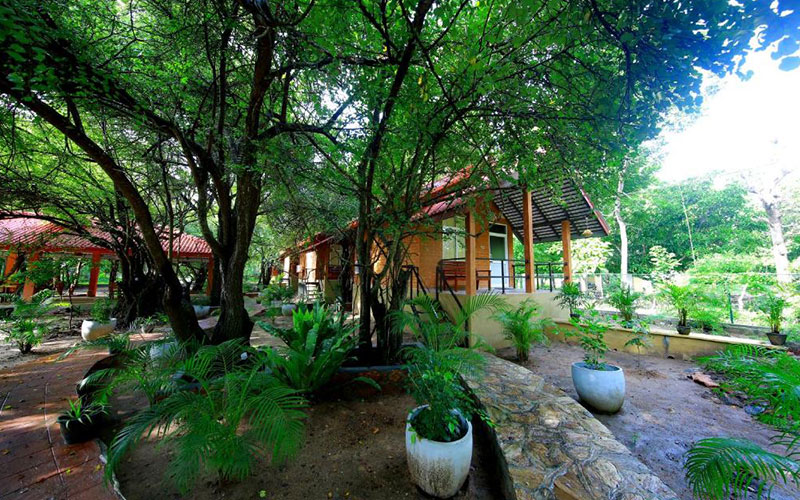 luxury holidays in Yala National Park Sri Lanka - Best hotels to stay in Yala Sri Lanka -  Hotels in Yala Sri Lanka -   Jetwing Yala Prices | Cinnamon Wild Prices - Yala Safari Packages - Safari Lodge Yala Prices
