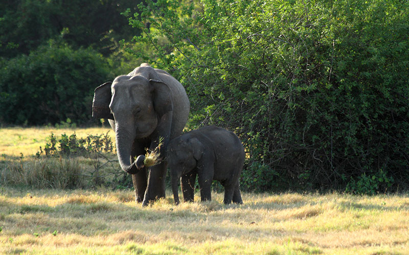 Sri Lanka - Minneriya - Elephant watching in Minneriya - Minneriya National Park - wildlife Sri Lanka - Safari tours in Minneriya - Minneriya safri jeep tours - Safari Game Drives in Minneriya National Park - Jeep Tours in Minneriya - Minneriya Safari Jeep Tours