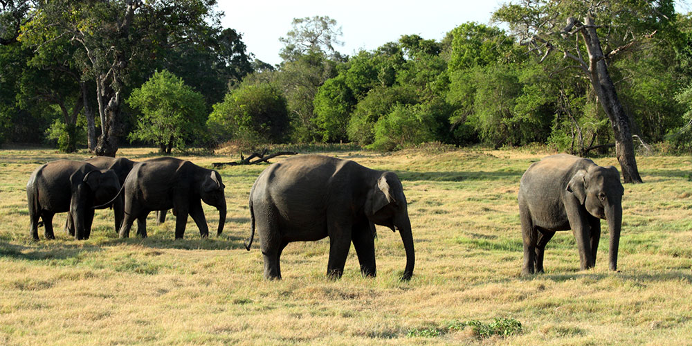 Sri Lanka - Minneriya - Elephant watching in Minneriya - Minneriya National Park - wildlife Sri Lanka - Safari tours in Minneriya - Minneriya safri jeep tours - Safari Game Drives in Minneriya National Park - Jeep Tours in Minneriya - Minneriya Safari Jeep Tours