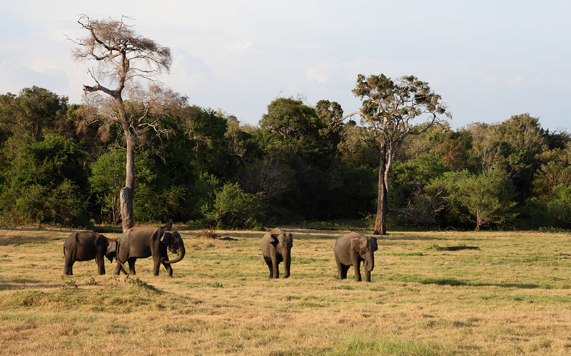 Sri Lanka - Minneriya - Elephant watching in Minneriya - Minneriya National Park - wildlife Sri Lanka - Safari tours in Minneriya - Minneriya safri jeep tours - Safari Game Drives in Minneriya National Park - Jeep Tours in Minneriya - Minneriya Safari Jeep Tours