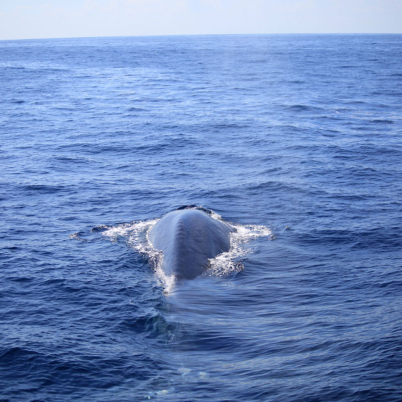 Mirissa Whale Watching -  Whale Watching Trips in Mirissa, Sri Lanka - Whale Watching Trips in Indian Ocean - Whale Watching Tours - Go Whale Watching - Whale Watching Mirissa - Whale Watching in Mirissa