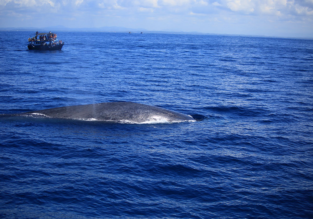 Mirissa Whale Watching -  Whale Watching Trips in Mirissa, Sri Lanka - Whale Watching Trips in Indian Ocean - Whale Watching Tours - Go Whale Watching - Whale Watching Mirissa - Whale Watching in Mirissa