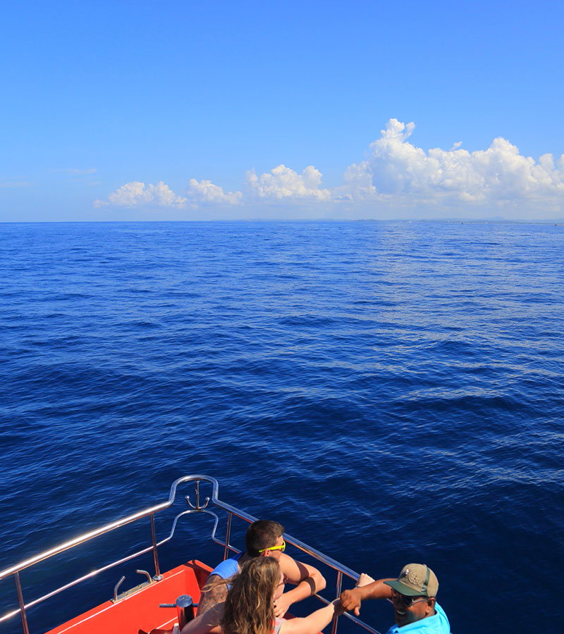 Mirissa Whale Watching -  Whale Watching Trips in Mirissa, Sri Lanka - Whale Watching Trips in Indian Ocean - Whale Watching Tours - Go Whale Watching - Whale Watching Mirissa - Whale Watching in Mirissa