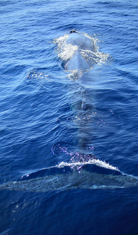 Mirissa Whale Watching -  Whale Watching Trips in Mirissa, Sri Lanka - Whale Watching Trips in Indian Ocean - Whale Watching Tours - Go Whale Watching - Whale Watching Mirissa - Whale Watching in Mirissa