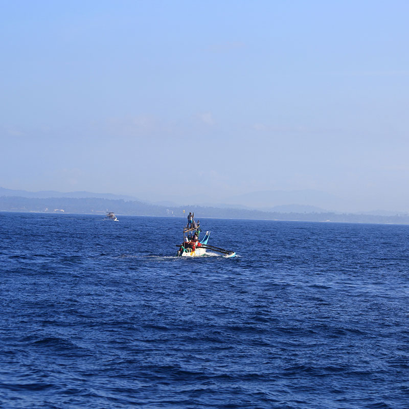 Mirissa Whale Watching -  Whale Watching Trips in Mirissa, Sri Lanka - Whale Watching Trips in Indian Ocean - Whale Watching Tours - Go Whale Watching - Whale Watching Mirissa - Whale Watching in Mirissa