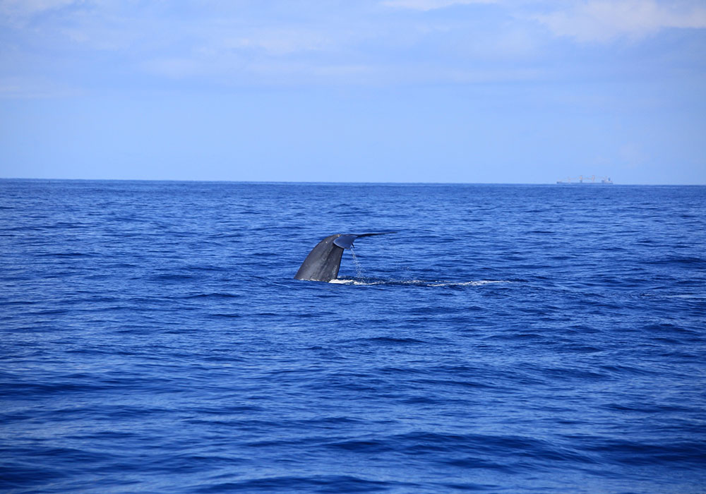Mirissa Whale Watching -  Whale Watching Trips in Mirissa, Sri Lanka - Whale Watching Trips in Indian Ocean - Whale Watching Tours - Go Whale Watching - Whale Watching Mirissa - Whale Watching in Mirissa