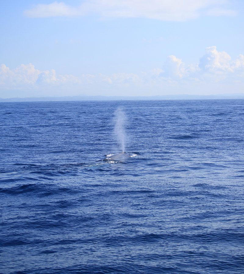 Mirissa Whale Watching -  Whale Watching Trips in Mirissa, Sri Lanka - Whale Watching Trips in Indian Ocean - Whale Watching Tours - Go Whale Watching - Whale Watching Mirissa - Whale Watching in Mirissa