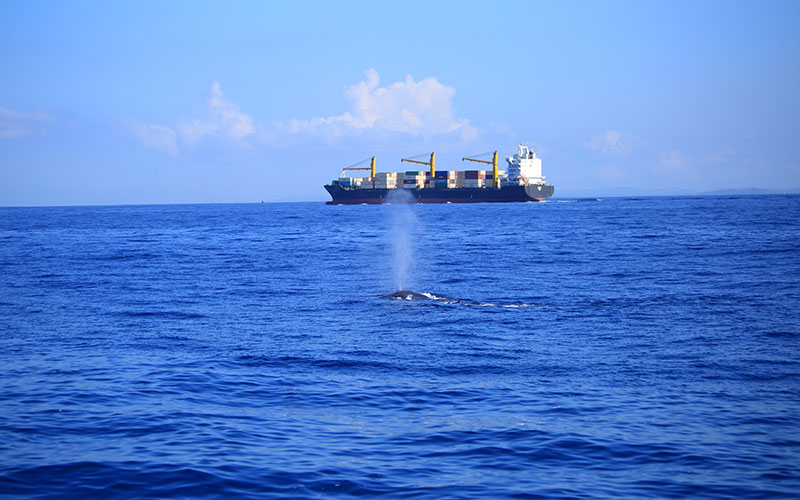 Mirissa Whale Watching -  Whale Watching Trips in Mirissa, Sri Lanka - Whale Watching Trips in Indian Ocean - Whale Watching Tours - Go Whale Watching - Whale Watching Mirissa - Whale Watching in Mirissa