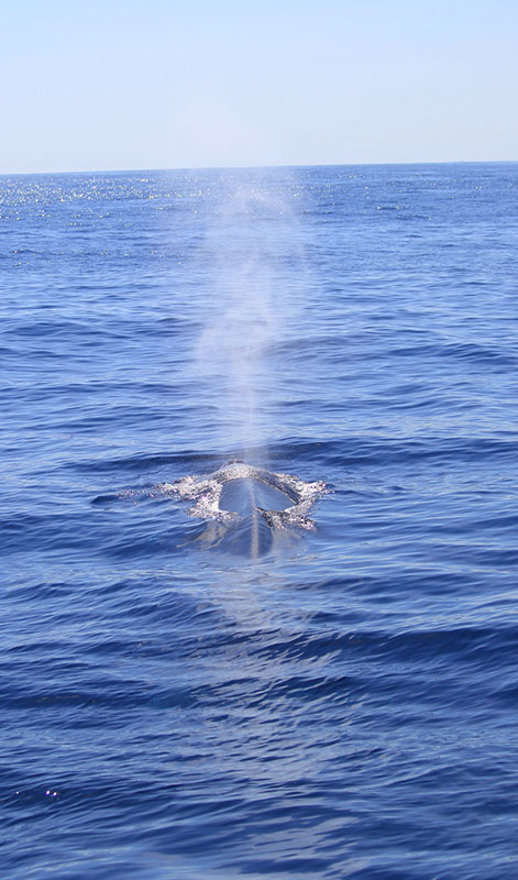 Mirissa Whale Watching -  Whale Watching Trips in Mirissa, Sri Lanka - Whale Watching Trips in Indian Ocean - Whale Watching Tours - Go Whale Watching - Whale Watching Mirissa - Whale Watching in Mirissa
