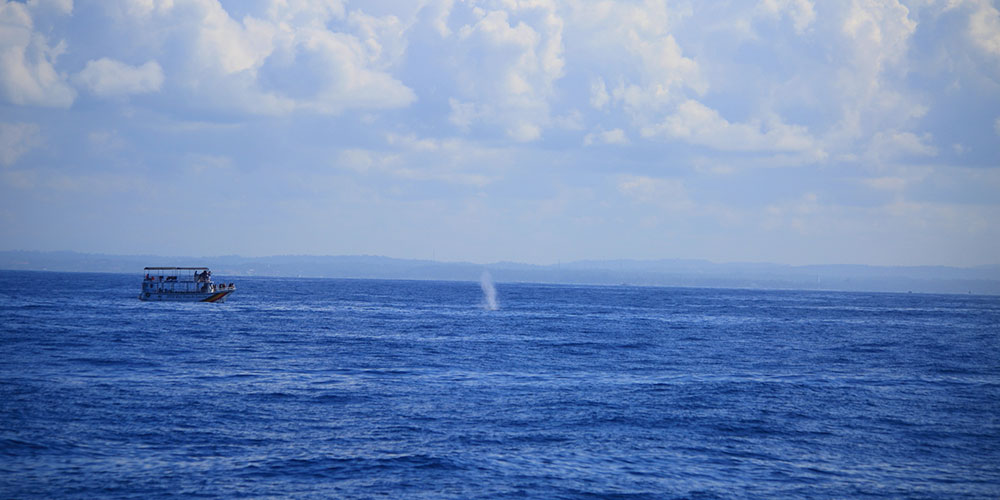 Mirissa Whale Watching -  Whale Watching Trips in Mirissa, Sri Lanka - Whale Watching Trips in Indian Ocean - Whale Watching Tours - Go Whale Watching - Whale Watching Mirissa - Whale Watching in Mirissa