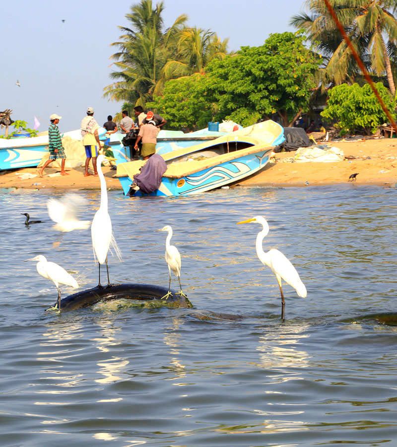 Hamilton Canal Boat Tours - Boat Trips in Negombo - Hamilton Canel Boat Trip - Negombo Lagoon Boat Tours - Negombo Hamilton Canel - Things to do in Negombo - Travel experiences in Sri Lanka