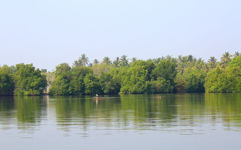 Hamilton Canal Boat Tours - Boat Trips in Negombo - Hamilton Canel Boat Trip - Negombo Lagoon Boat Tours - Negombo Hamilton Canel - Things to do in Negombo - Travel experiences in Sri Lanka