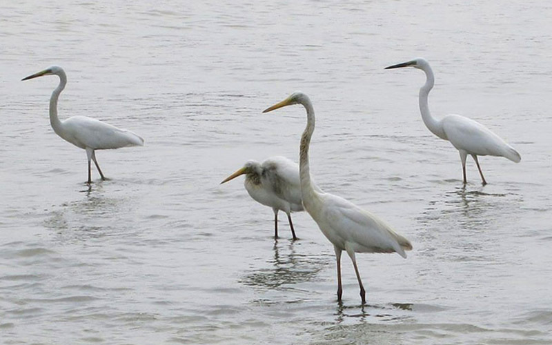 Bird Watching Tours in Muthurajawela - Muthurajawela Bird Sanctuary - Negombo Bird Watching - Bird Watching Tours in Sri Lanka - Sri Lanka Bird Watching Tours - Bird Sanctuaries in Sri Lanka - Things to do in Negombo - Travel experiences in Sri Lanka