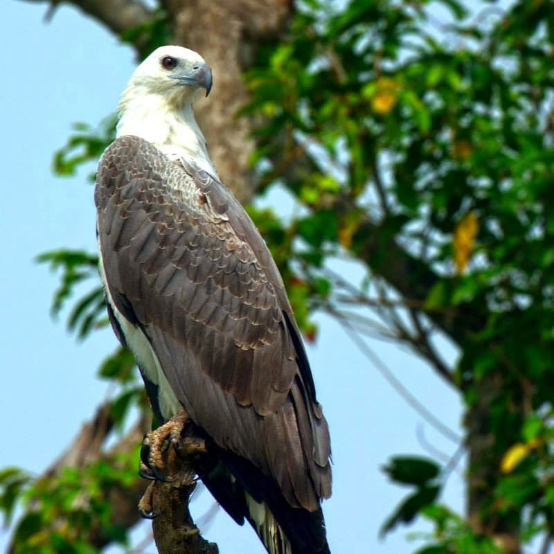 Bird Watching Tours in Muthurajawela - Muthurajawela Bird Sanctuary - Negombo Bird Watching - Bird Watching Tours in Sri Lanka - Sri Lanka Bird Watching Tours - Bird Sanctuaries in Sri Lanka - Things to do in Negombo - Travel experiences in Sri Lanka