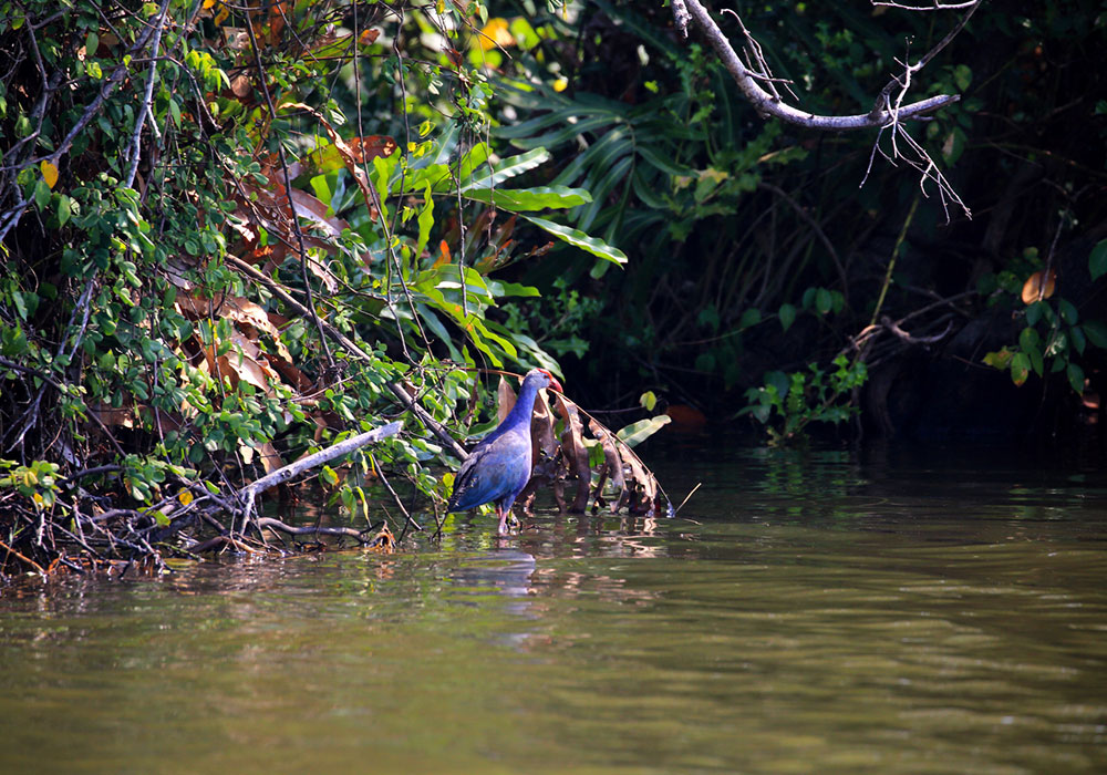 Bird Watching Tours in Muthurajawela - Muthurajawela Bird Sanctuary - Negombo Bird Watching - Bird Watching Tours in Sri Lanka - Sri Lanka Bird Watching Tours - Bird Sanctuaries in Sri Lanka - Things to do in Negombo - Travel experiences in Sri Lanka