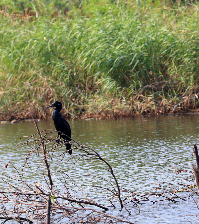 Bird Watching Tours in Muthurajawela - Muthurajawela Bird Sanctuary - Negombo Bird Watching - Bird Watching Tours in Sri Lanka - Sri Lanka Bird Watching Tours - Bird Sanctuaries in Sri Lanka - Things to do in Negombo - Travel experiences in Sri Lanka