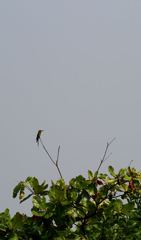 Bird Watching Tours in Muthurajawela - Muthurajawela Bird Sanctuary - Negombo Bird Watching - Bird Watching Tours in Sri Lanka - Sri Lanka Bird Watching Tours - Bird Sanctuaries in Sri Lanka - Things to do in Negombo - Travel experiences in Sri Lanka