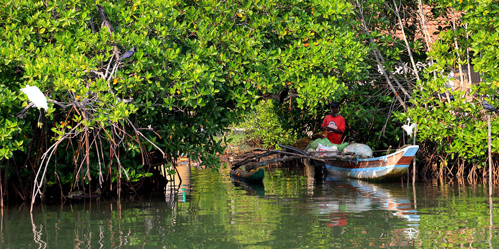 Bird Watching Tours in Muthurajawela - Muthurajawela Bird Sanctuary - Negombo Bird Watching - Bird Watching Tours in Sri Lanka - Sri Lanka Bird Watching Tours - Bird Sanctuaries in Sri Lanka - Things to do in Negombo - Travel experiences in Sri Lanka