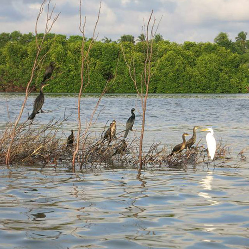Bird Watching Tours in Muthurajawela - Muthurajawela Bird Sanctuary - Negombo Bird Watching - Bird Watching Tours in Sri Lanka - Sri Lanka Bird Watching Tours - Bird Sanctuaries in Sri Lanka - Things to do in Negombo - Travel experiences in Sri Lanka