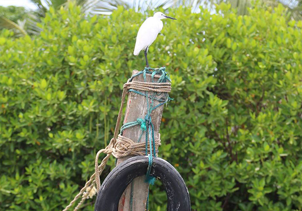 Bird Watching Tours in Muthurajawela - Muthurajawela Bird Sanctuary - Negombo Bird Watching - Bird Watching Tours in Sri Lanka - Sri Lanka Bird Watching Tours - Bird Sanctuaries in Sri Lanka - Things to do in Negombo - Travel experiences in Sri Lanka