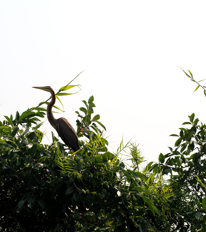 Bird Watching Tours in Muthurajawela - Muthurajawela Bird Sanctuary - Negombo Bird Watching - Bird Watching Tours in Sri Lanka - Sri Lanka Bird Watching Tours - Bird Sanctuaries in Sri Lanka - Things to do in Negombo - Travel experiences in Sri Lanka