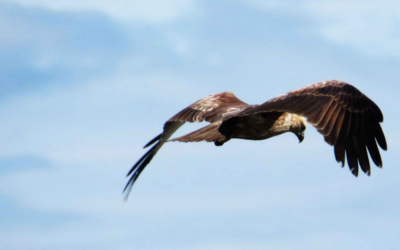 Bird Watching Tours in Muthurajawela - Muthurajawela Bird Sanctuary - Negombo Bird Watching - Bird Watching Tours in Sri Lanka - Sri Lanka Bird Watching Tours - Bird Sanctuaries in Sri Lanka - Things to do in Negombo - Travel experiences in Sri Lanka