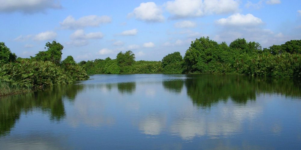 Bird Watching Tours in Muthurajawela - Muthurajawela Bird Sanctuary - Negombo Bird Watching - Bird Watching Tours in Sri Lanka - Sri Lanka Bird Watching Tours - Bird Sanctuaries in Sri Lanka - Things to do in Negombo - Travel experiences in Sri Lanka