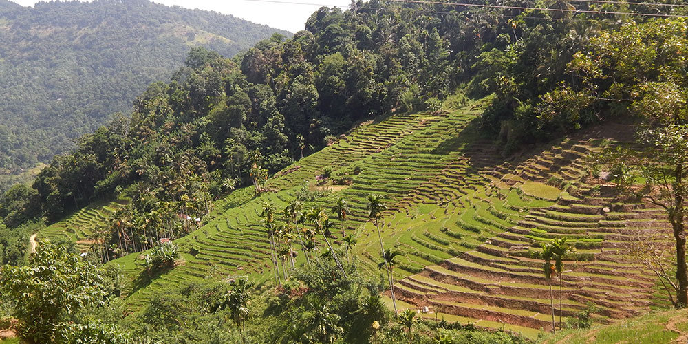 Village Trekking Tours in Sri Lanka - Village Trek, Sri Lanka - Village Walk with a Villager - Village to Village Trekking - Village Walk in Sri Lanka - Trekking Trails in Sri Lanka