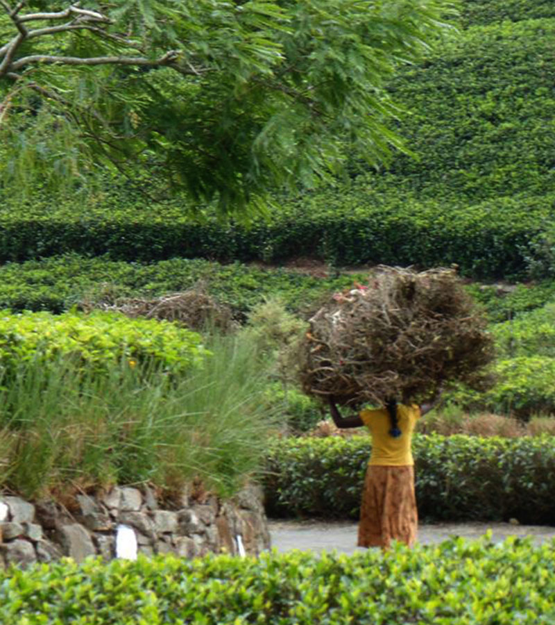 Village Trekking Tours in Sri Lanka - Village Trek, Sri Lanka - Village Walk with a Villager - Village to Village Trekking - Village Walk in Sri Lanka - Trekking Trails in Sri Lanka