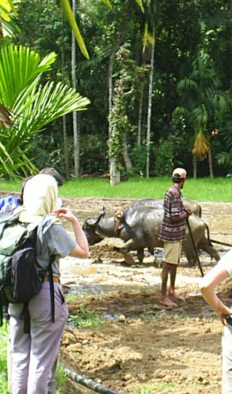 Village Trekking Tours in Sri Lanka - Village Trek, Sri Lanka - Village Walk with a Villager - Village to Village Trekking - Village Walk in Sri Lanka - Trekking Trails in Sri Lanka