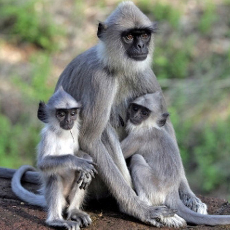Monkeys in the Ancient City of Polonnaruwa - Experiences in Polonnaruwa - The Monkey Kingdom of Polonnaruwa - Monkey Camp Polonnaruwa - Things to do in Polonnaruwa