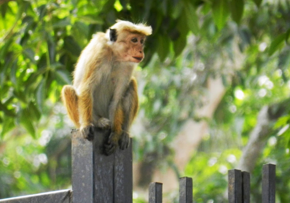 Monkeys in the Ancient City of Polonnaruwa - Experiences in Polonnaruwa - The Monkey Kingdom of Polonnaruwa - Monkey Camp Polonnaruwa - Things to do in Polonnaruwa