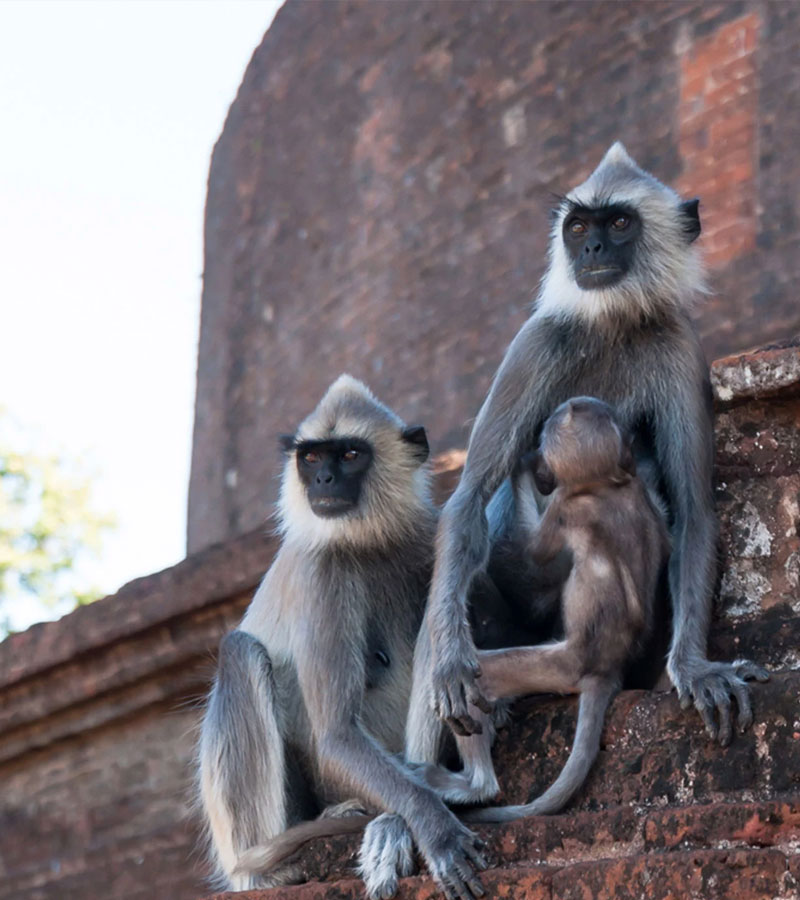 Monkeys in the Ancient City of Polonnaruwa - Experiences in Polonnaruwa - The Monkey Kingdom of Polonnaruwa - Monkey Camp Polonnaruwa - Things to do in Polonnaruwa