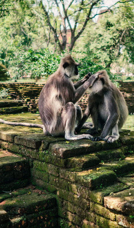 Monkeys in the Ancient City of Polonnaruwa - Experiences in Polonnaruwa - The Monkey Kingdom of Polonnaruwa - Monkey Camp Polonnaruwa - Things to do in Polonnaruwa