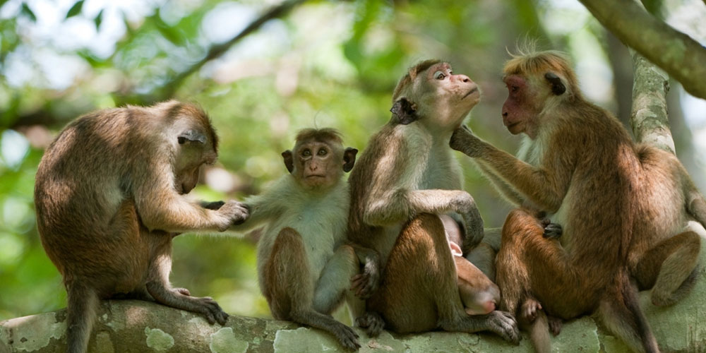 Monkeys in the Ancient City of Polonnaruwa - Experiences in Polonnaruwa - The Monkey Kingdom of Polonnaruwa - Monkey Camp Polonnaruwa - Things to do in Polonnaruwa