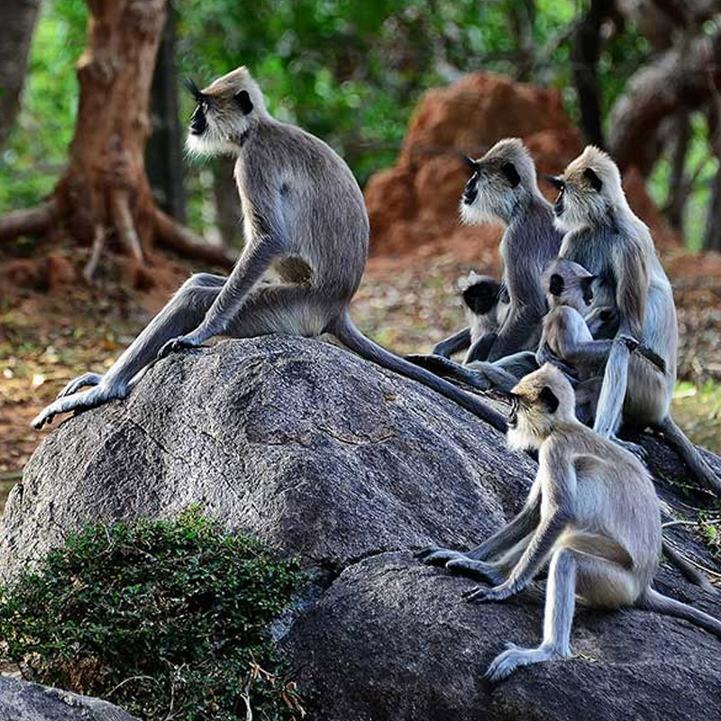 Monkeys in the Ancient City of Polonnaruwa - Experiences in Polonnaruwa - The Monkey Kingdom of Polonnaruwa - Monkey Camp Polonnaruwa - Things to do in Polonnaruwa
