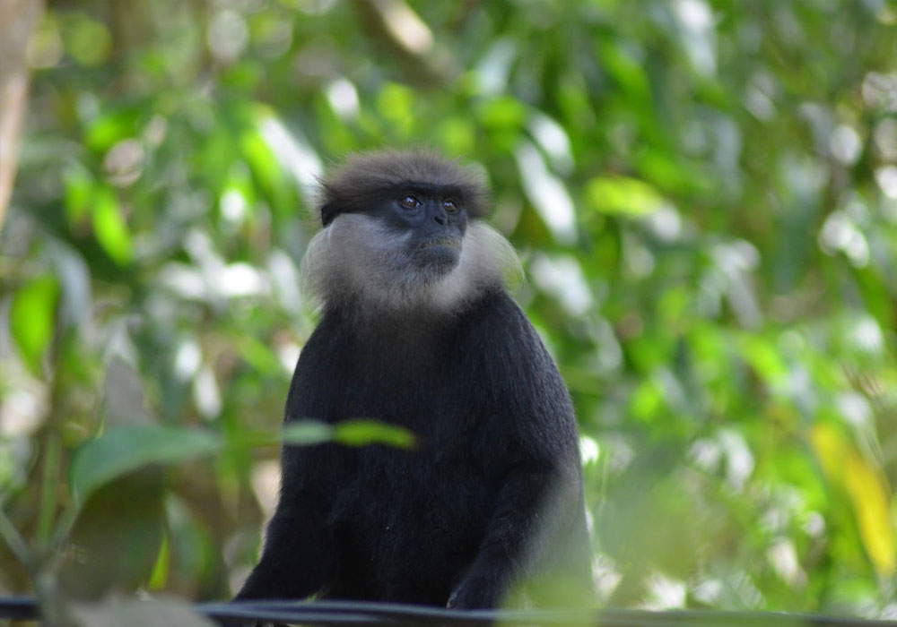 Monkeys in the Ancient City of Polonnaruwa - Experiences in Polonnaruwa - The Monkey Kingdom of Polonnaruwa - Monkey Camp Polonnaruwa - Things to do in Polonnaruwa