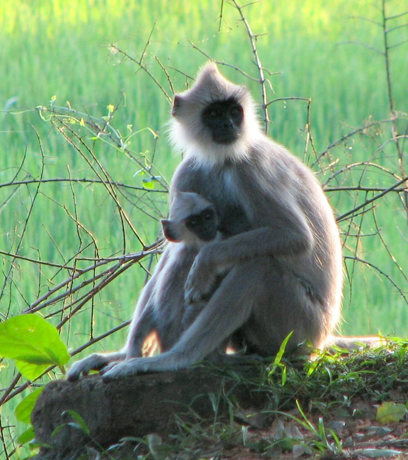 Monkeys in the Ancient City of Polonnaruwa - Experiences in Polonnaruwa - The Monkey Kingdom of Polonnaruwa - Monkey Camp Polonnaruwa - Things to do in Polonnaruwa