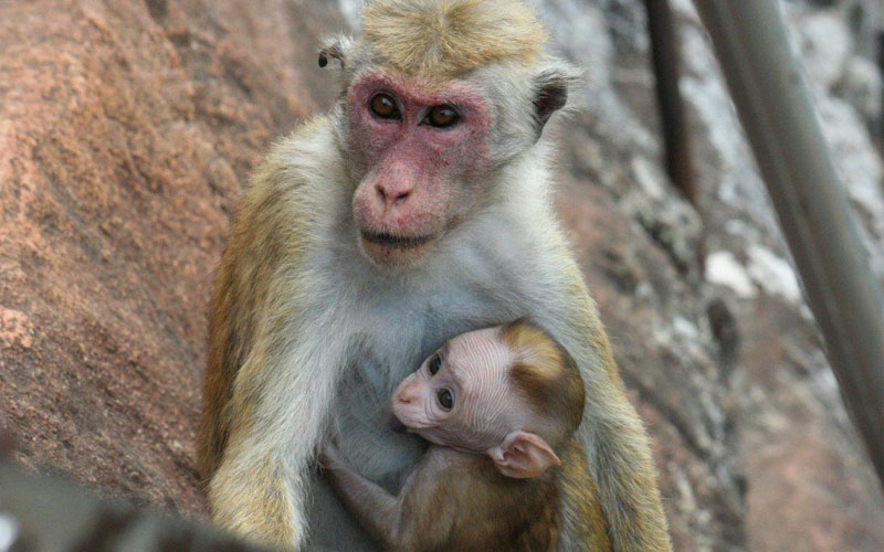 Monkeys in the Ancient City of Polonnaruwa - Experiences in Polonnaruwa - The Monkey Kingdom of Polonnaruwa - Monkey Camp Polonnaruwa - Things to do in Polonnaruwa