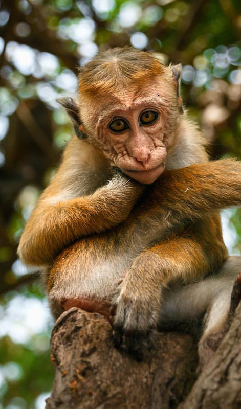Monkeys in the Ancient City of Polonnaruwa - Experiences in Polonnaruwa - The Monkey Kingdom of Polonnaruwa - Monkey Camp Polonnaruwa - Things to do in Polonnaruwa