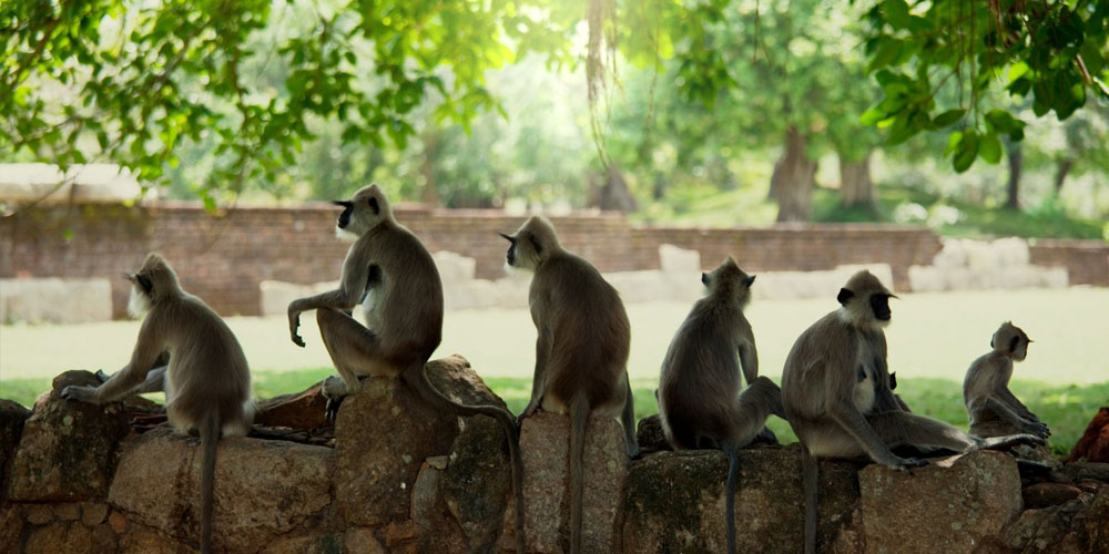 Monkeys in the Ancient City of Polonnaruwa - Experiences in Polonnaruwa - The Monkey Kingdom of Polonnaruwa - Monkey Camp Polonnaruwa - Things to do in Polonnaruwa
