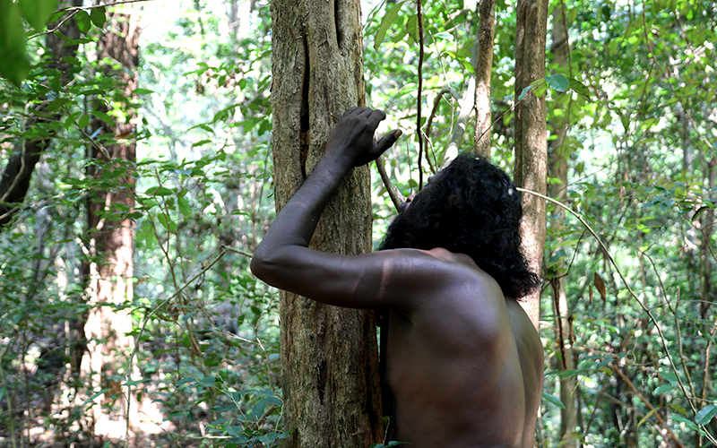 Rathugala Vedda forest walk, Forest walk with vedda in rathugala, Rathugala jungle walk, Vedda walk in Rathugala 