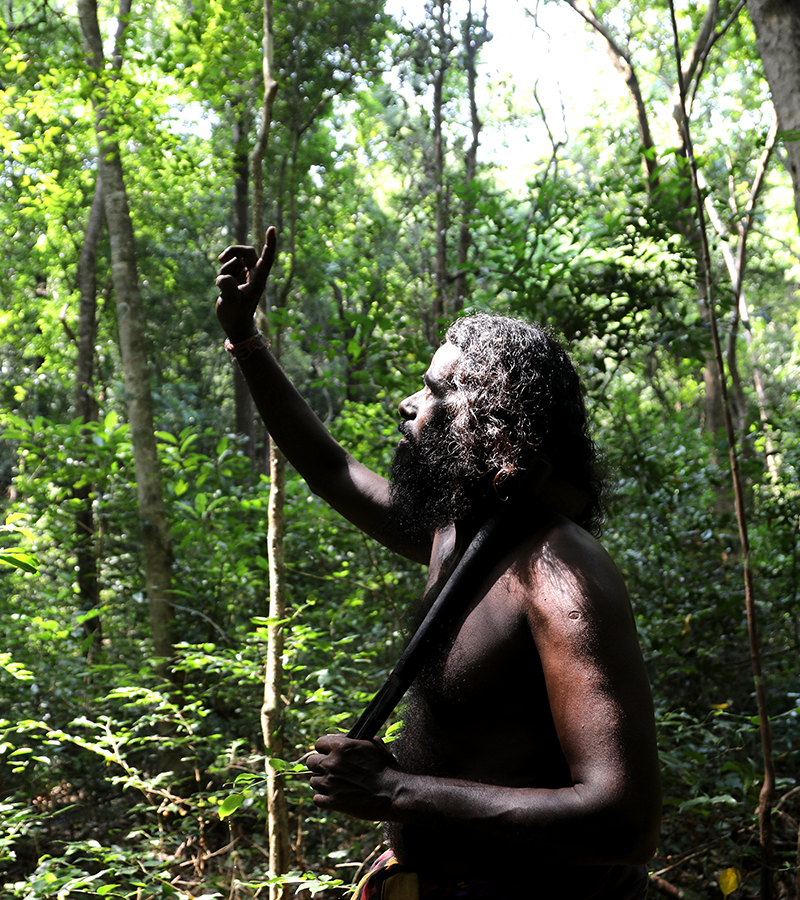 Rathugala Vedda forest walk, Forest walk with vedda in rathugala, Rathugala jungle walk, Vedda walk in Rathugala 