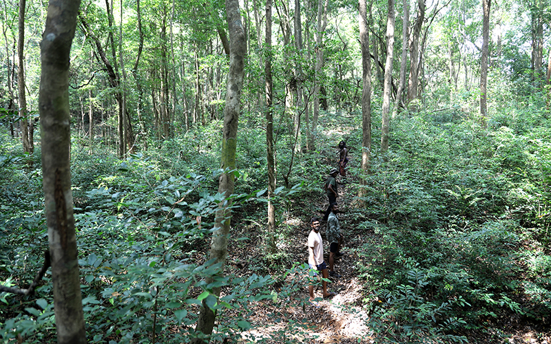 Rathugala Vedda forest walk, Forest walk with vedda in rathugala, Rathugala jungle walk, Vedda walk in Rathugala 